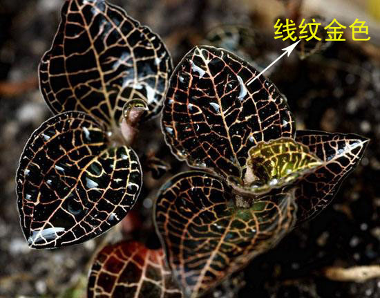 關(guān)于金線蓮