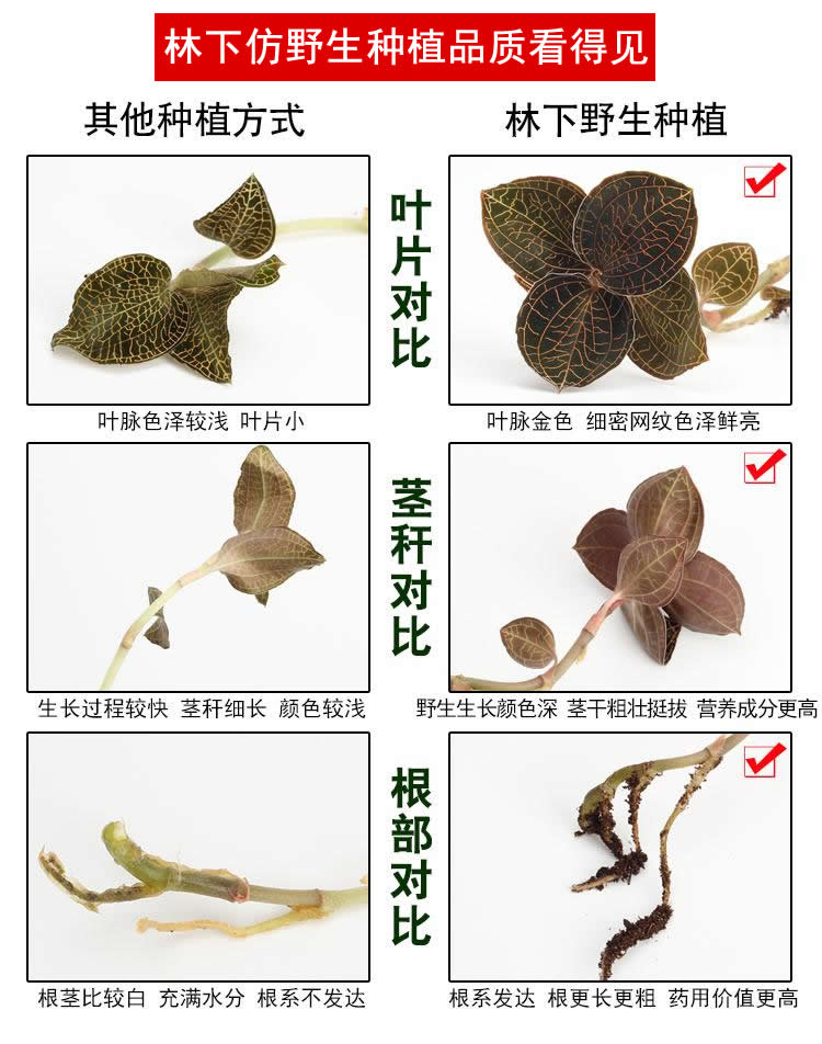 <a href=http://m.51rn.cn/ target='_blank'>金線蓮</a>林下種植