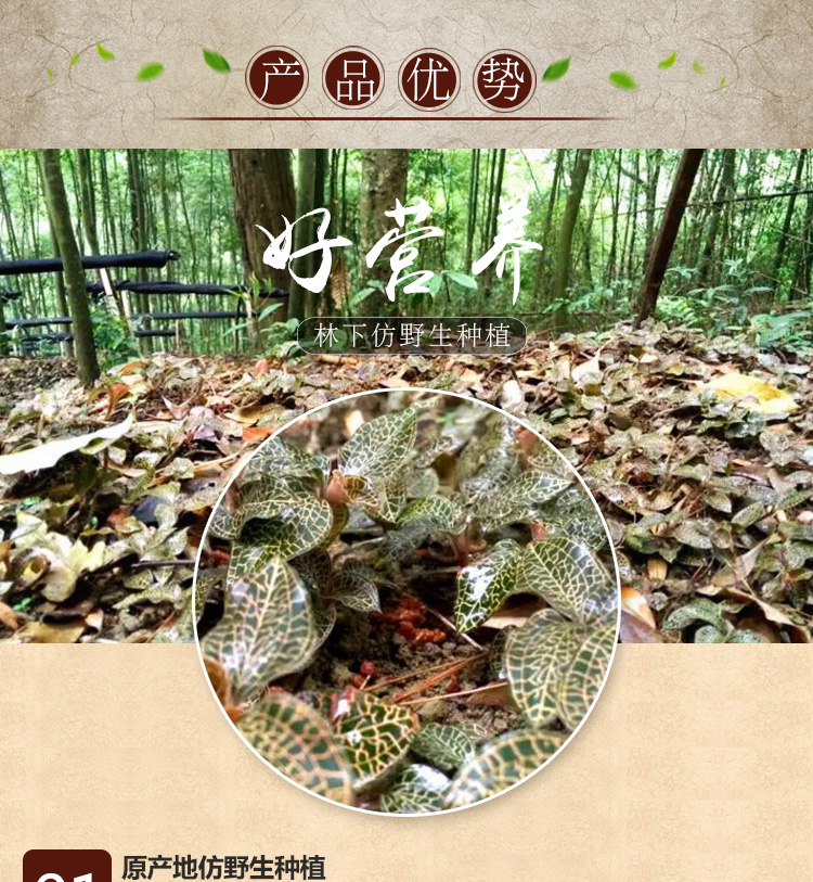 <a href=http://m.51rn.cn/ target='_blank'>金線蓮</a>干品 20克禮盒裝
