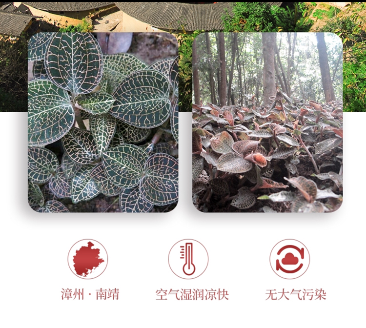 <a href=http://m.51rn.cn/ target='_blank'>金線蓮</a>干品 50克10管 禮盒裝